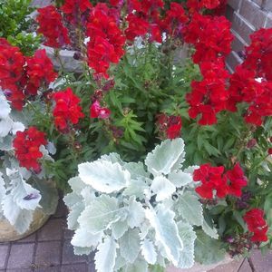 Meet your Posher, Diane